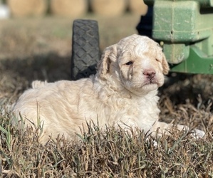 Aussiedoodle Miniature  Puppy for Sale in GARLAND, Kansas USA