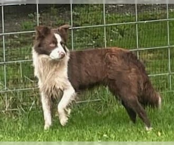 Medium Photo #2 Border Collie Puppy For Sale in Highland, IL, USA