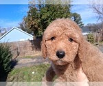 Puppy Oakley Goldendoodle (Miniature)