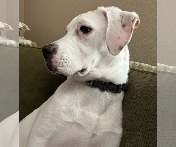 Medium Photo #5 Boxer-Unknown Mix Puppy For Sale in Brooklyn Center, MN, USA