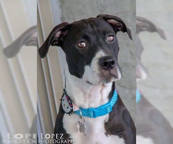 Medium Photo #21 Bullboxer Pit Puppy For Sale in Chandler, AZ, USA