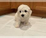 Puppy Purple Bichon Frise