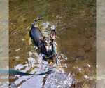 Small #6 Huskies  Mix