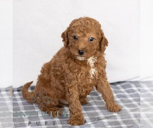 Poodle (Miniature) Puppy for sale in GAP, PA, USA