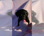 Small Photo #38 Goldendoodle Puppy For Sale in DYERSBURG, TN, USA