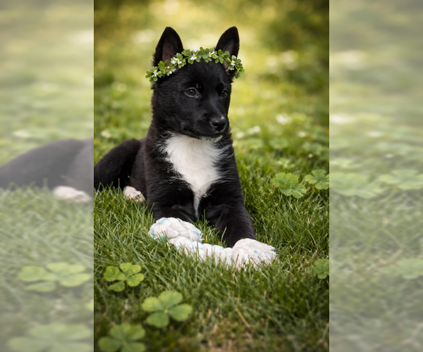 Medium Photo #1 Australian Kelpie-Unknown Mix Puppy For Sale in MIDWAY, UT, USA