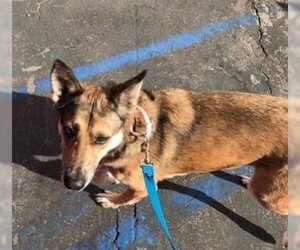 Maple - Female Australian Shepherd-German Shepherd Dog Mix Dog for Adoption - Photo #11