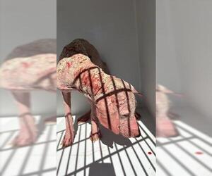 Labrador Retriever-Unknown Mix Dogs for adoption in Houston, TX, USA