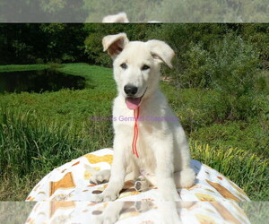 German Shepherd Dog Puppy for Sale in PIEDMONT, Missouri USA