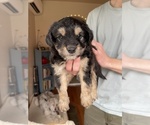 Puppy Gibbons F2 Aussiedoodle