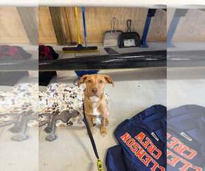 Clarabelle - Female Mutt Dog for Adoption - Photo #4
