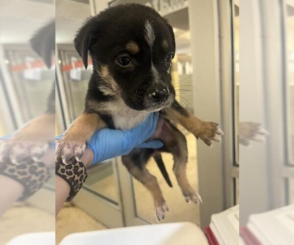 Medium Photo #2 Mutt Puppy For Sale in Riverside, CA, USA