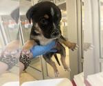 Small #1 Mutt