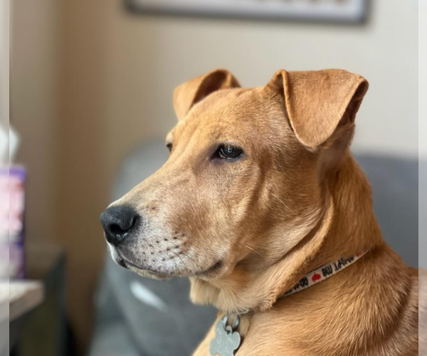 Medium Photo #10 Labrador Retriever-Unknown Mix Puppy For Sale in Holly Springs, NC, USA