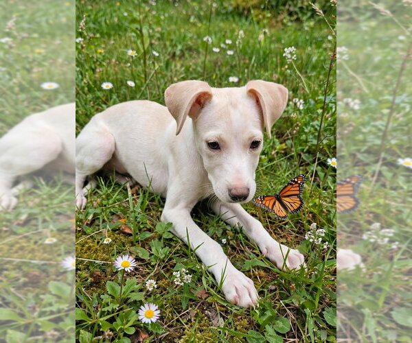 Medium Photo #4 Beagle-Unknown Mix Puppy For Sale in New York, NY, USA