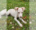 Small #3 Beagle Mix