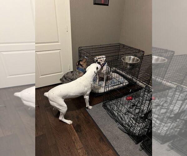 Medium Photo #3 Boxer Puppy For Sale in Austin, TX, USA
