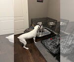 Small #2 Boxer