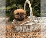 Small #1 Shih Tzu