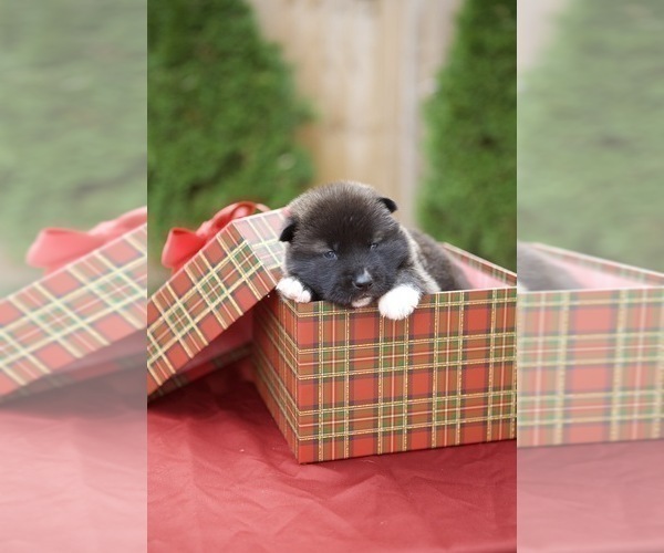 Medium Photo #9 Akita Puppy For Sale in LOUISVILLE, KY, USA