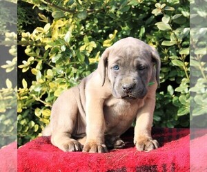 Cane Corso Puppy for sale in CHRISTIANA, PA, USA