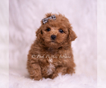 Small Photo #13 Maltipoo (Miniature) Puppy For Sale in WARSAW, IN, USA