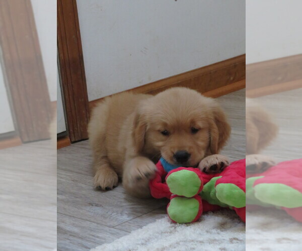 Medium Photo #3 Golden Retriever Puppy For Sale in MECHANICSVILLE, MD, USA