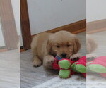 Small #2 Golden Retriever
