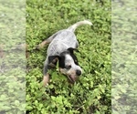 Small Photo #4 Australian Cattle Dog Puppy For Sale in TAMPA, FL, USA