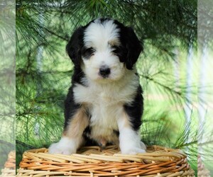 Bernedoodle Puppy for sale in FREDERICKSBG, OH, USA