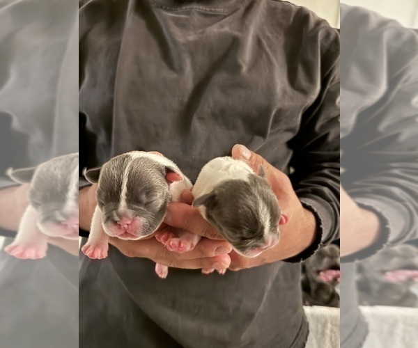 Medium Photo #18 French Bulldog Puppy For Sale in ROCKVILLE, MD, USA