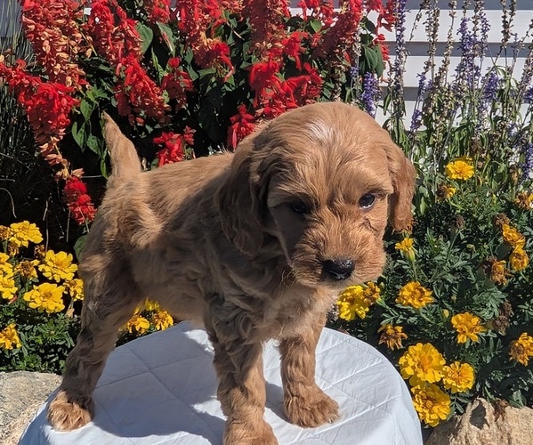 Medium Photo #3 Goldendoodle (Miniature) Puppy For Sale in GOSHEN, IN, USA