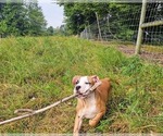 Small #4 Alapaha Blue Blood Bulldog