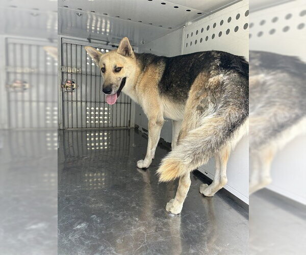Medium Photo #1 German Shepherd Dog Puppy For Sale in Stockton, CA, USA