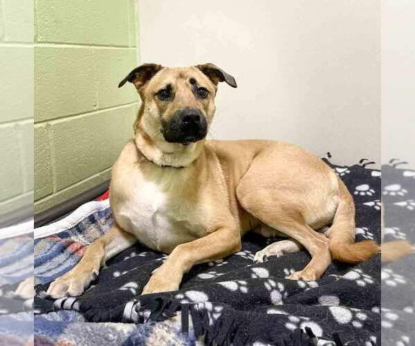 Medium Photo #3 Mutt Puppy For Sale in Kennesaw, GA, USA