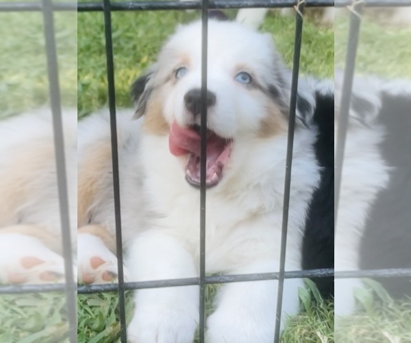 Medium Photo #60 Miniature Australian Shepherd Puppy For Sale in LA CANADA FLINTRIDGE, CA, USA