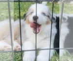 Small Photo #60 Miniature Australian Shepherd Puppy For Sale in LA CANADA FLINTRIDGE, CA, USA