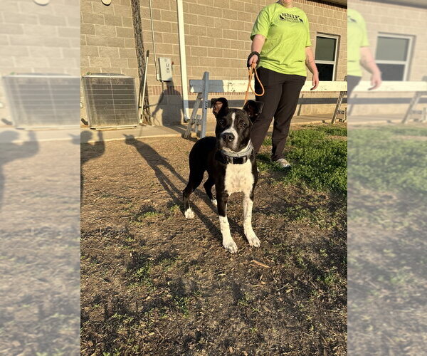 Medium Photo #2 Mutt Puppy For Sale in Evansville, IN, USA