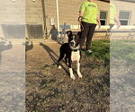 Small #1 Mutt