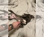 Small Photo #5 Italian Greyhound Puppy For Sale in OREANA, IL, USA