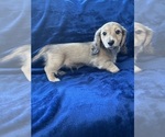 Small #7 Dachshund