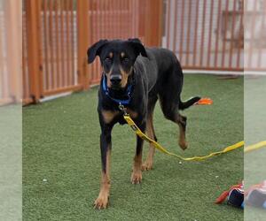Doberman Pinscher-Unknown Mix Dogs for adoption in Las Vegas, NV, USA