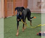 Small Doberman Pinscher Mix