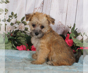 Yo-Chon Puppy for sale in PENNS CREEK, PA, USA