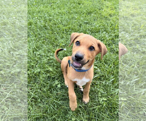 Medium Photo #1 Mutt Puppy For Sale in Plainfield, IL, USA