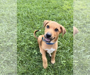 Mutt Dogs for adoption in Plainfield, IL, USA