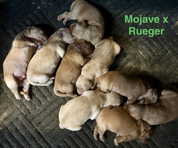 Medium Photo #9 Golden Retriever Puppy For Sale in WEST MIDDLESEX, PA, USA