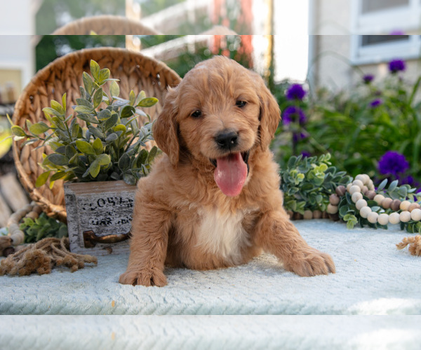 Medium Photo #18 Goldendoodle Puppy For Sale in KIRKWOOD, PA, USA
