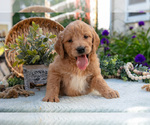 Small Photo #18 Goldendoodle Puppy For Sale in KIRKWOOD, PA, USA