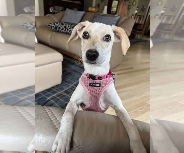 Medium Photo #1 Unknown-Whippet Mix Puppy For Sale in Mundelein, IL, USA